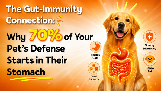 The Gut-Immunity Connection: Why 70% of Your Pet’s Defense Starts in Their Stomach